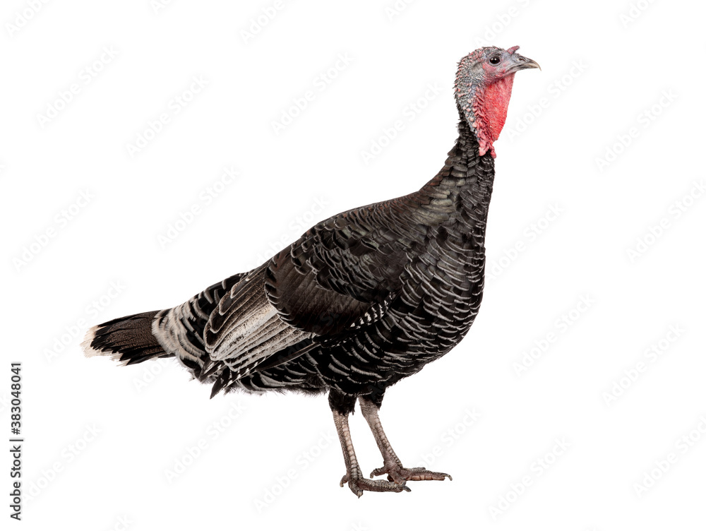 Fototapeta premium female black turkey isolated on white background.