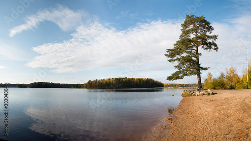 Fototapeta Naklejka Na Ścianę i Meble -  Panoramic landscape with a lonely pine tree on a sandy beach on the shore of a forest lake on a bright autumn day. With copy space