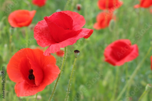 Red poppies blooming in the summer meadow