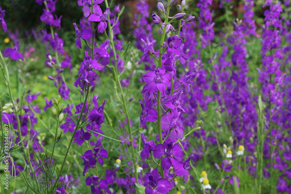 Lilac flowers bloom in the meadow in summer
Lilac flowers bloom in the meadow in summer