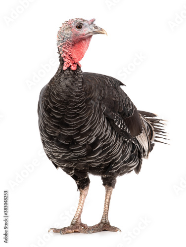  female black turkey isolated on white background. © fotomaster