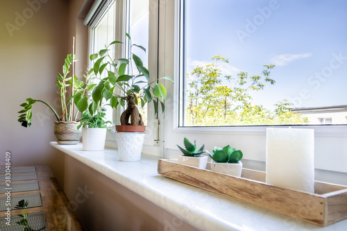 Houseplants on the windowsill in the apartment  room  flat