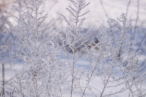 snow covered trees © NATALIIA