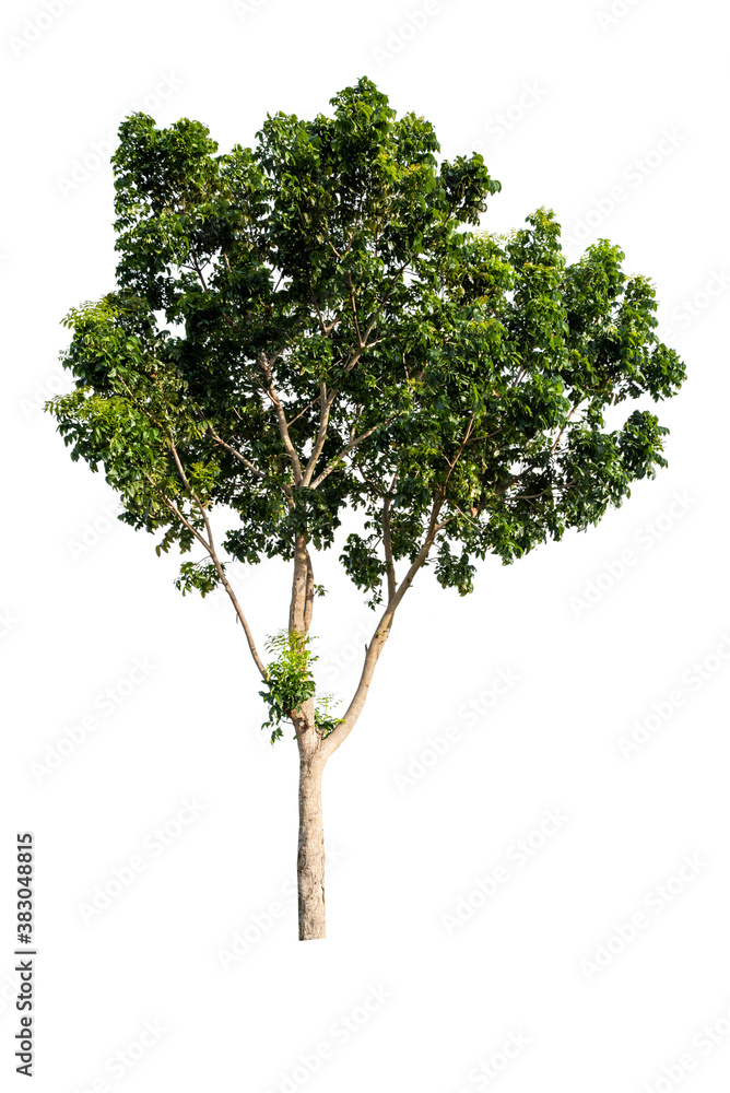 Isolated tropical big tree on white background with clipping path. Suitable for use in advertising and architecture design.