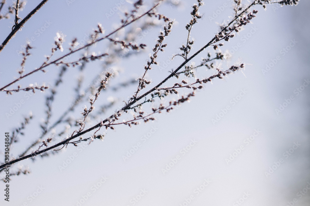 Obraz premium branches of a willow