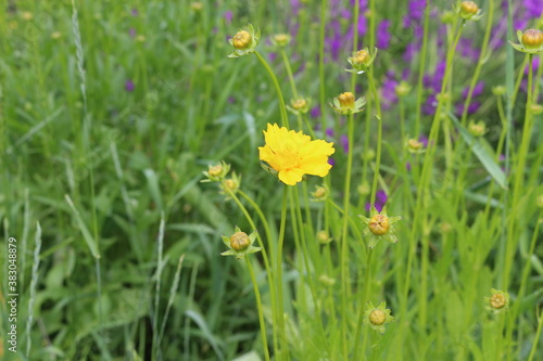  Bright yellow flowers blooming on a summer meadow