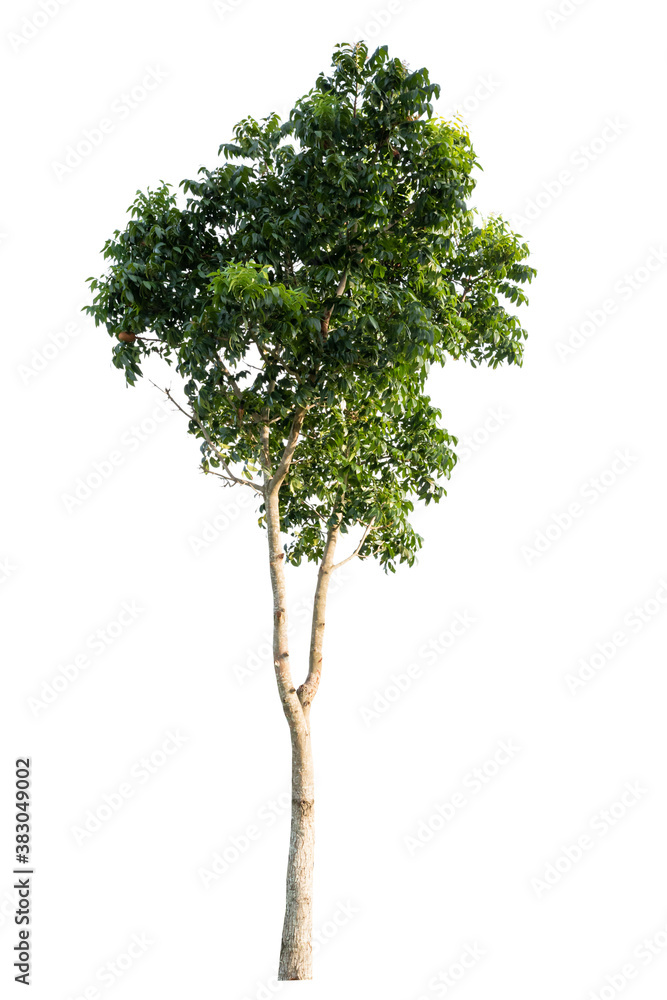 Isolated tropical big tree on white background with clipping path. Suitable for use in advertising and architecture design. Isolated tropical big tree on white background with clipping path. Suitable for use in advertising and architecture design.