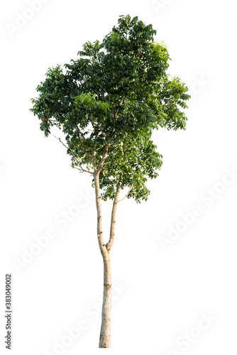 Isolated tropical big tree on white background with clipping path. Suitable for use in advertising and architecture design.