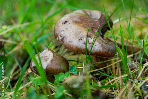 A close up of the inedible mashrooms in the lawn.