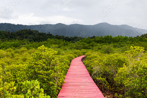 Walk mangrove. the Red bride walkway. nice mangrove forest.