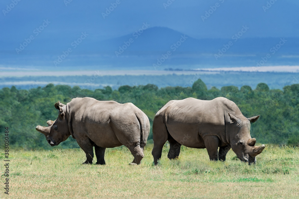 Obraz premium rhino in the wild
