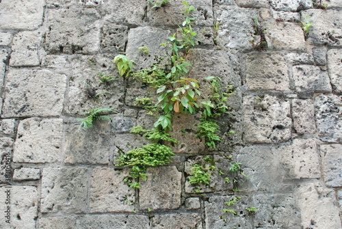 green moss on stone wall © America