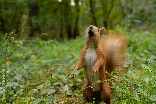 A squirrel in an autumn forest stands on two hind legs.