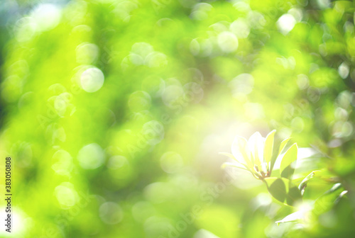 World environment day concept: Abstract blurred beautiful green nature background
