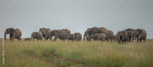 Canvas Print herd of elephants in the savannah