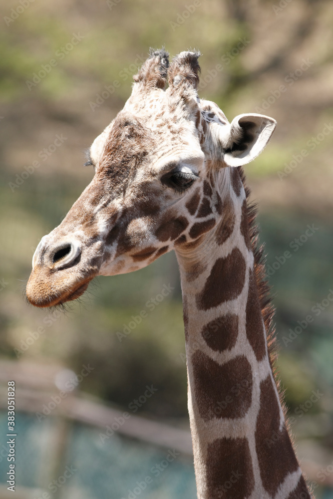 Fototapeta premium アミメキリン