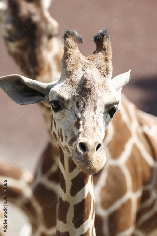 Obraz premium アミメキリン