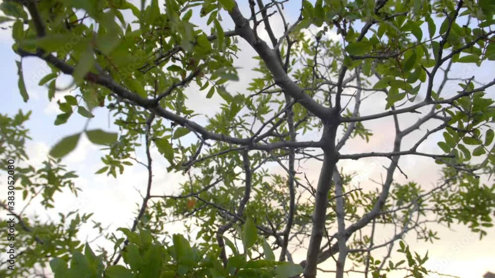 Glowing sunlight through the canopy of tree leaves Glowing sunlight through the canopy of tree leaves