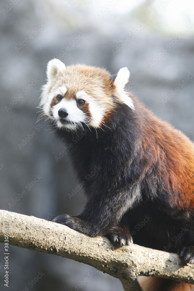 レッサーパンダ レッサーパンダ