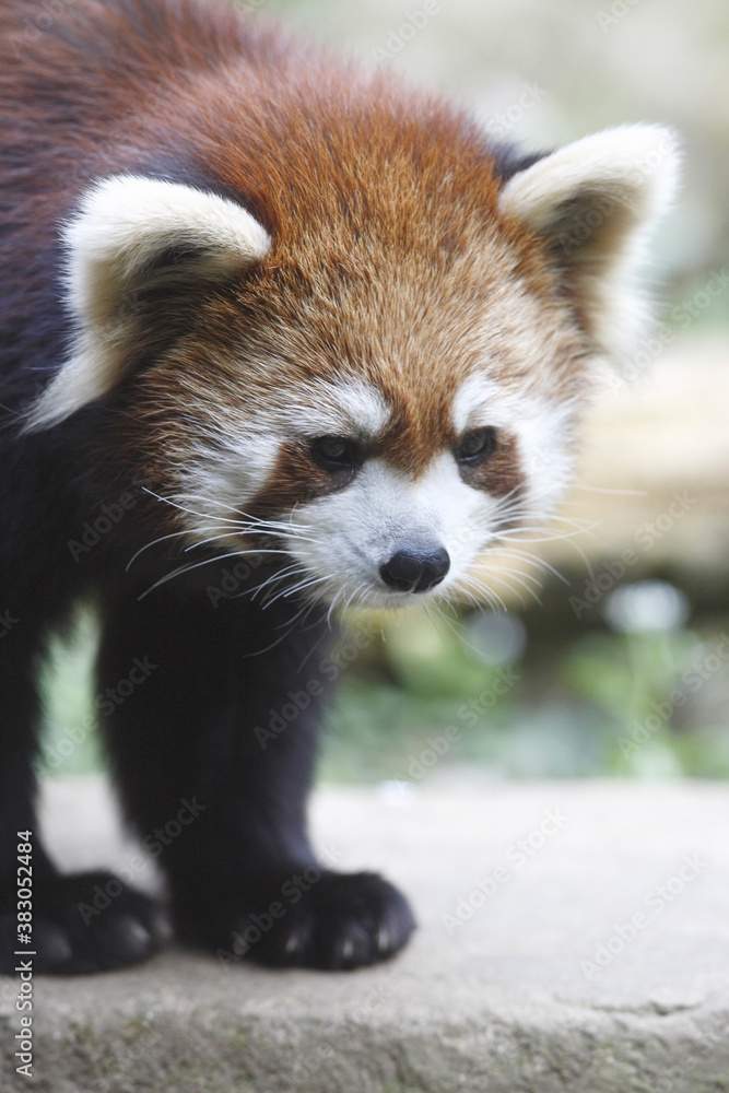 Fototapeta premium レッサーパンダ