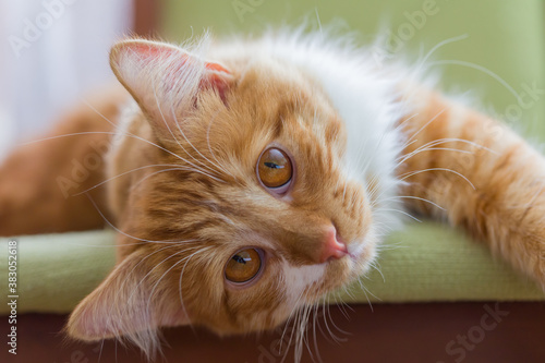 Red cat with beautiful amber eyes lying on a green chair