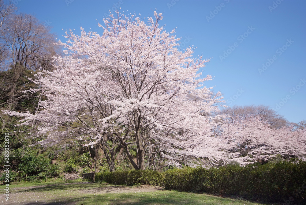 新林公園の桜（神奈川県藤沢市）