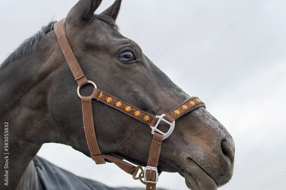 Horse face with a bridle. Close up shot.
