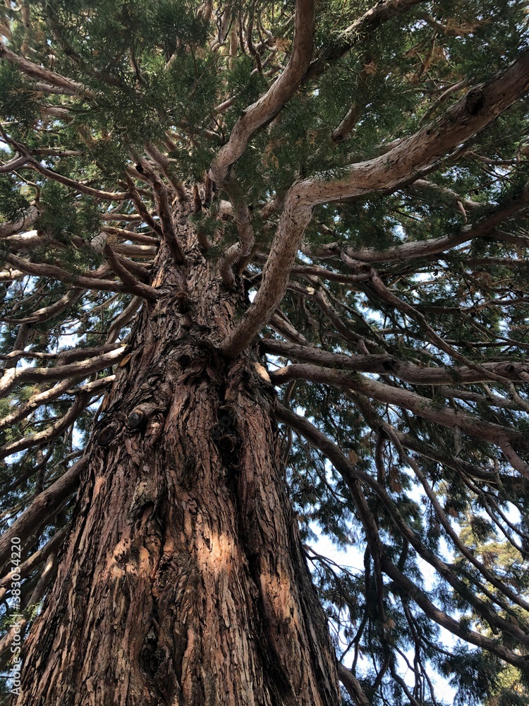 Naklejka premium old oak tree