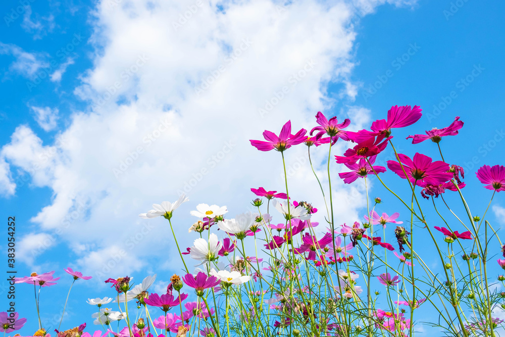 Cosmos flower background and blue sky Cosmos flower background and blue sky
