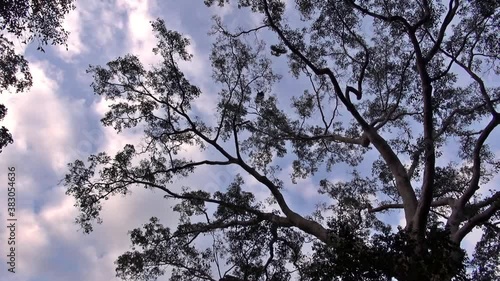 Wallpaper Mural Two Oriental Pied Hornbill (Anthracoceros albirostris) land high in a jungle tree breaking branches. Torontodigital.ca