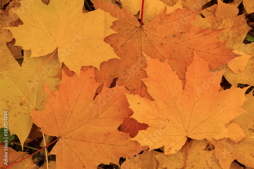 Yellow red maple leaves in autumn.