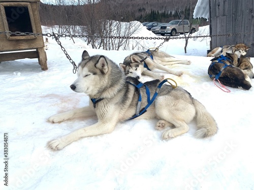 Husky of dog sledding in Laurentides, Kanatha Aki resort, Val-des-Lacs, Quebec, Canada