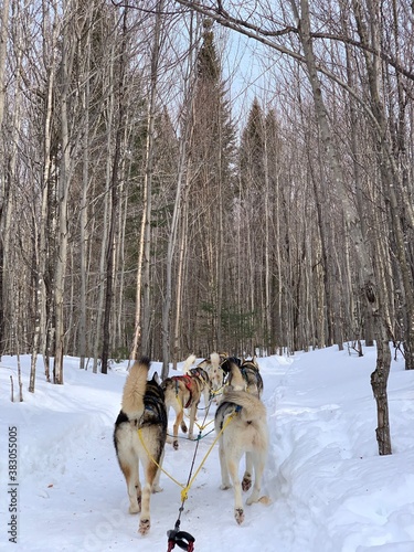 Laurentides  Quebec   Canada - February 27 2020  Husky of dog sledding in Laurentides  Kanatha Aki resort  Val-des-Lacs  Quebec  Canada