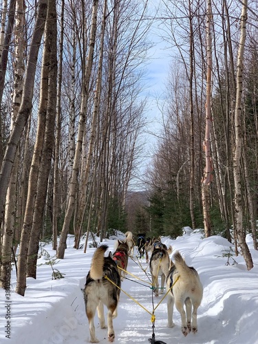 Laurentides  Quebec   Canada - February 27 2020  Husky of dog sledding in Laurentides  Kanatha Aki resort  Val-des-Lacs  Quebec  Canada