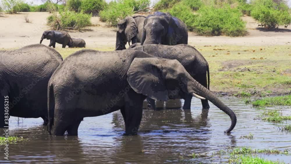 African Elephants drinking water Chobe National Park African Elephants drinking water Chobe National Park