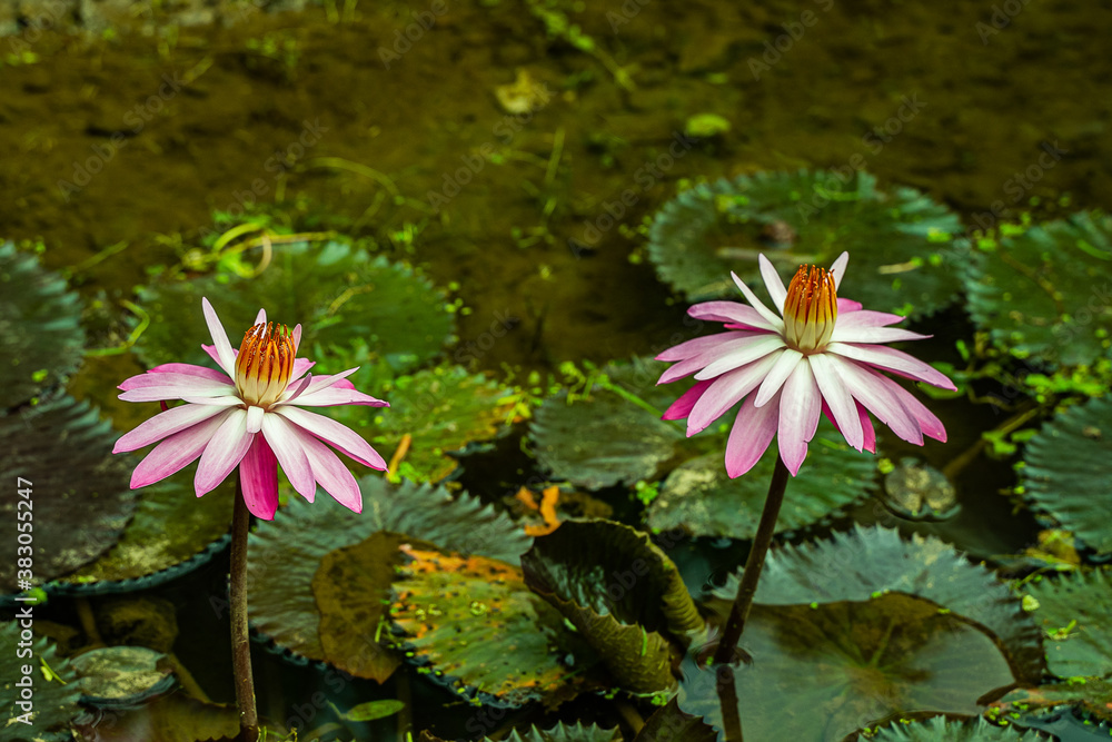 Lotus flowers show up on the deep green pond Lotus flowers show up on the deep green pond