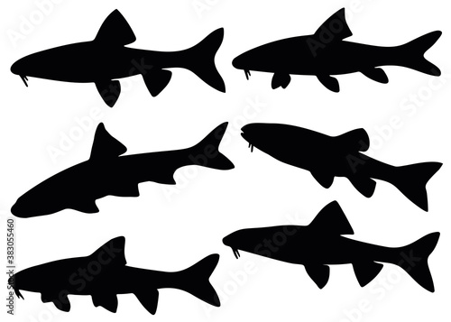 Gudgeon fish in the set. Image for fishing.