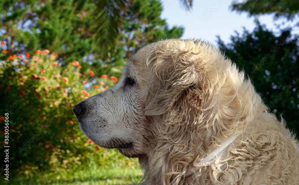 golden retriever playing in the garden