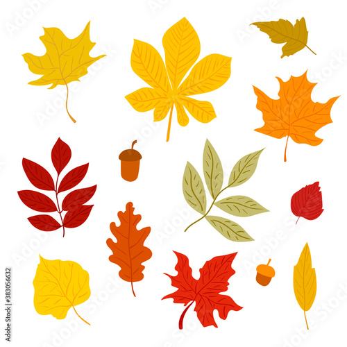 Colorfull autumn leaves set. Vector isolated elements