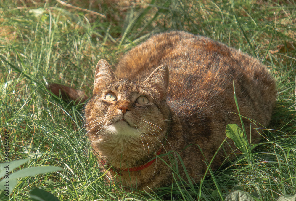The cat sits in the grass and looks up.