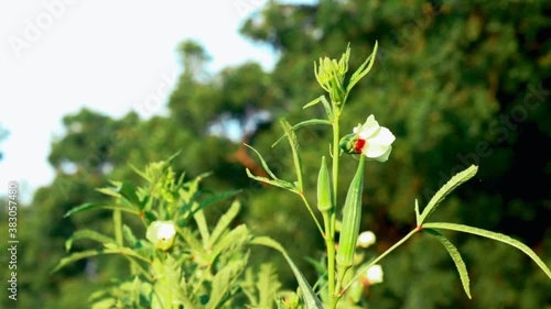 vegetables in farm,Carmine Splendor green okras, green okra flower and vegetable,Okra crop in fruiting stage,plant of Okra,selective focus on subject