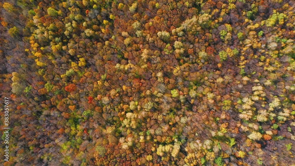 High flying quadcopter over the tops of colorful trees in the autumn forest during leaf fall on a bright Sunny day High flying quadcopter over the tops of colorful trees in the autumn forest during leaf fall on a bright Sunny day