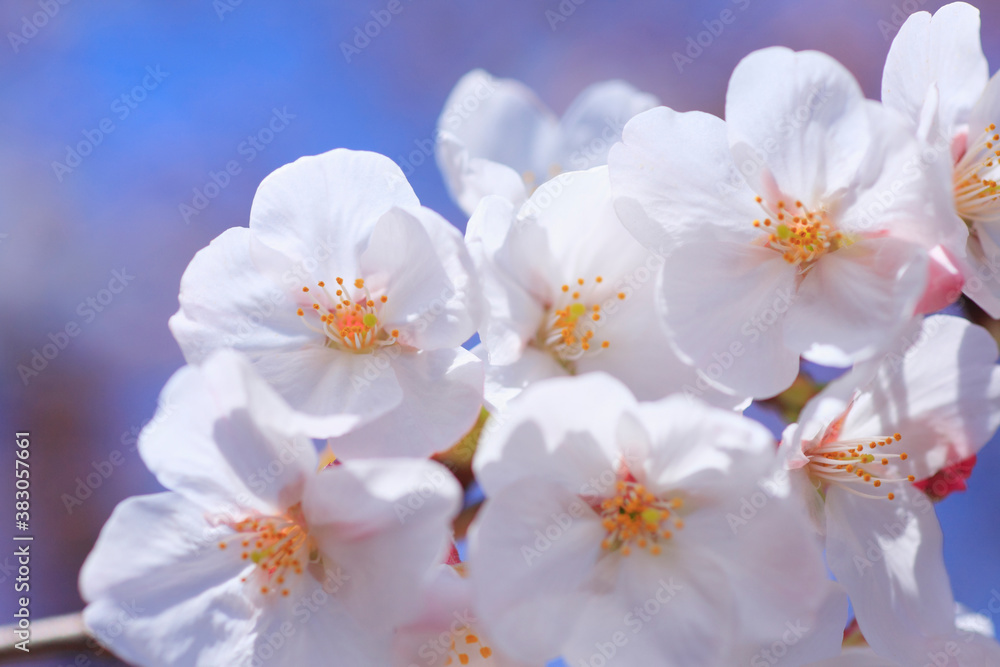 桜 桜