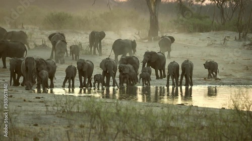 Herd of elephants Hwange National Park Zimbabwe photo