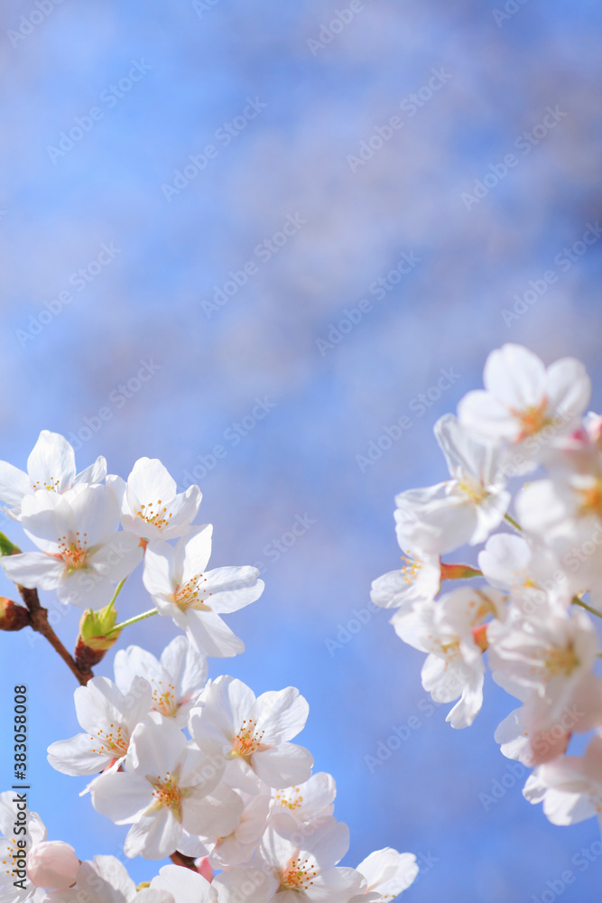 桜 桜