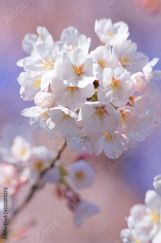 桜