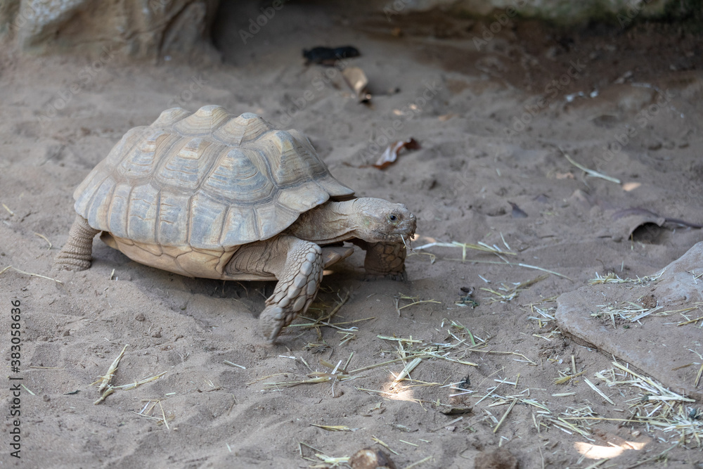 Obraz premium A tortoise, turtle eating grass