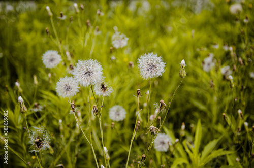 dandelions in grass