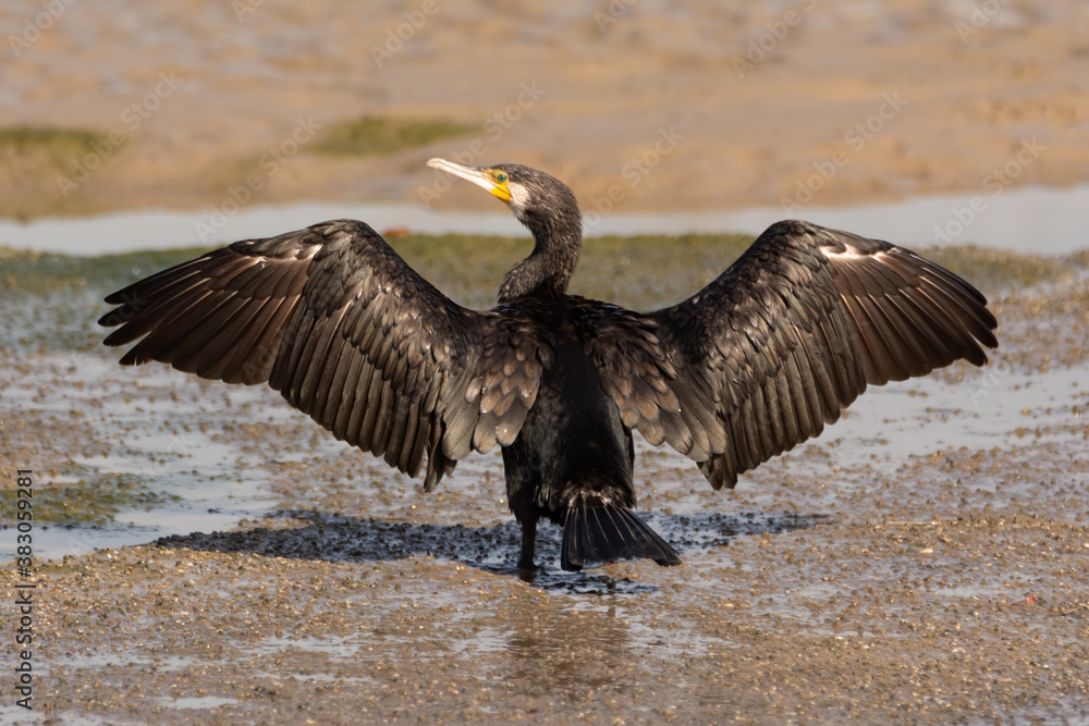 Back view of a Great Cormorant drying with its wings spread