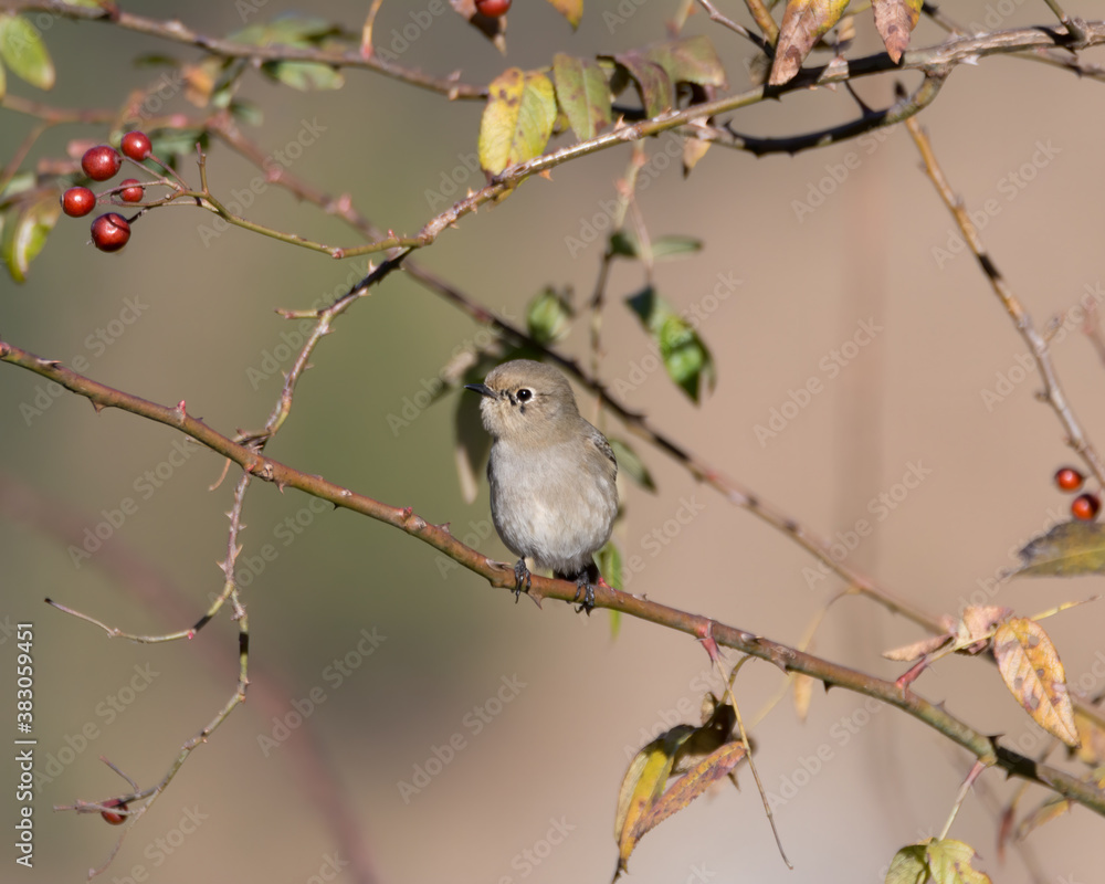 Female Blue-capped Redstart perched on a branch Female Blue-capped Redstart perched on a branch